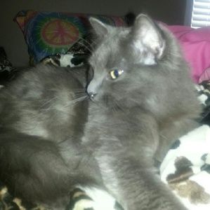 Meet your Posher, Reese