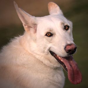 Meet your Posher, Heather