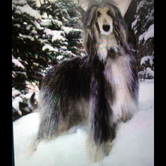 Talulah Stardust and Ziggy Stardust - Picture 3 of 3