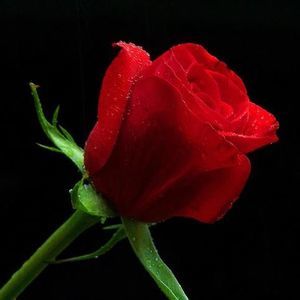 Meet your Posher, Samira