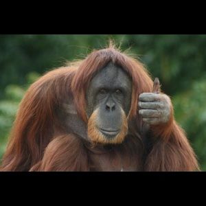 Meet your Posher, Agnes