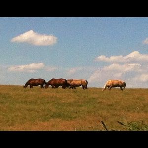 Meet your Posher, Lacey