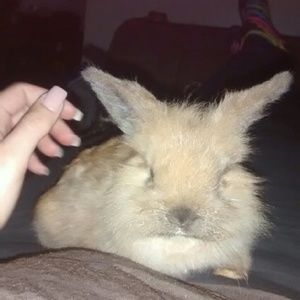 Meet your Posher, Brittni