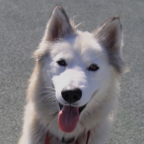 Meet your Posher, Kemeya - Picture 1 of 1