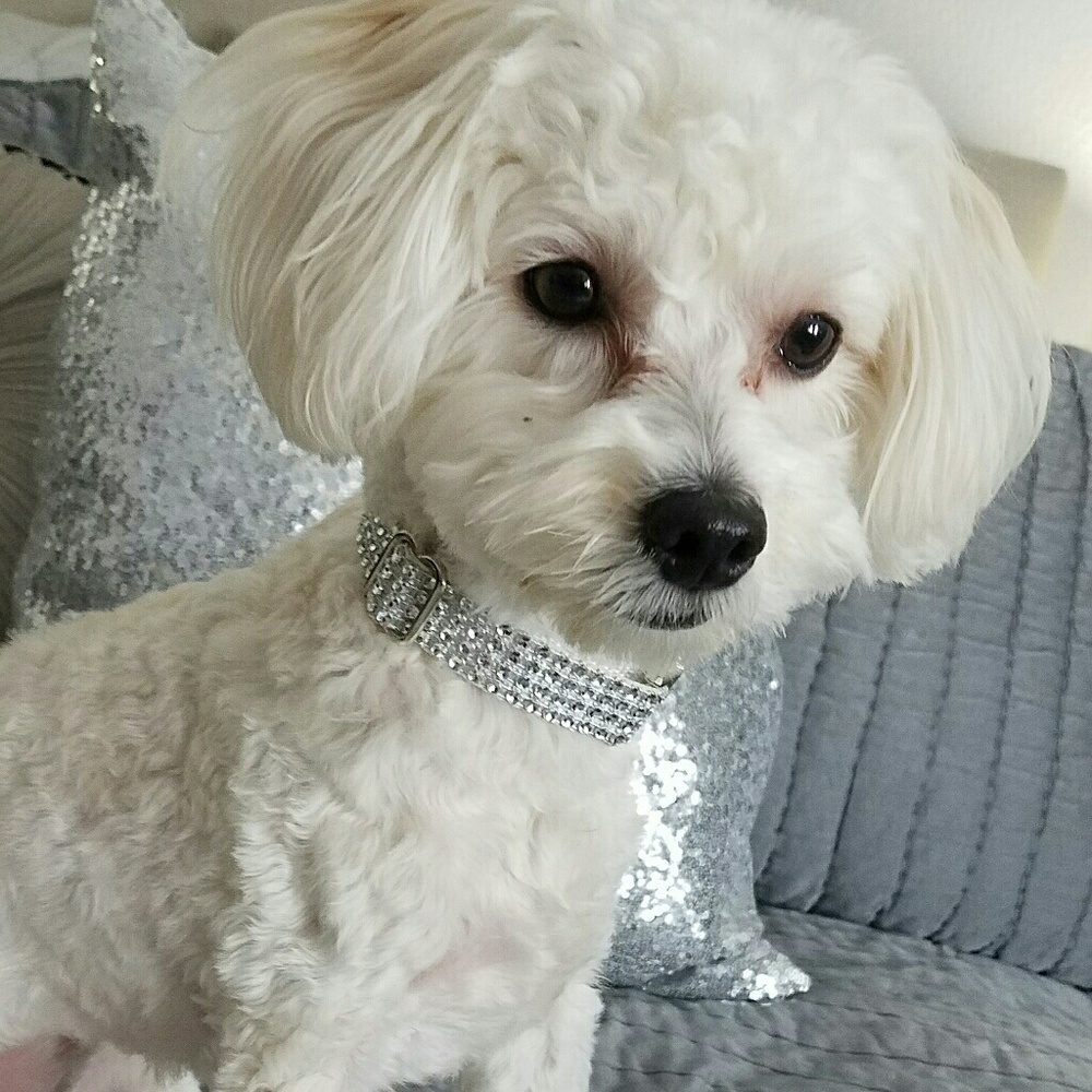 Meet your Posher, Jules