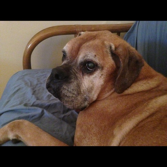 Hi! We are raising money for Baby Pigs. - Picture 2 of 2