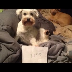 Meet your Posher, Tracey