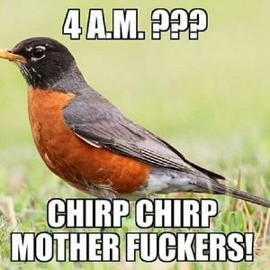 Meet your Posher, Iris