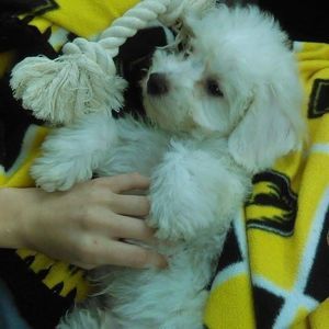 Meet your Posher, Carrie