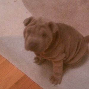 Meet your Posher, Tyra