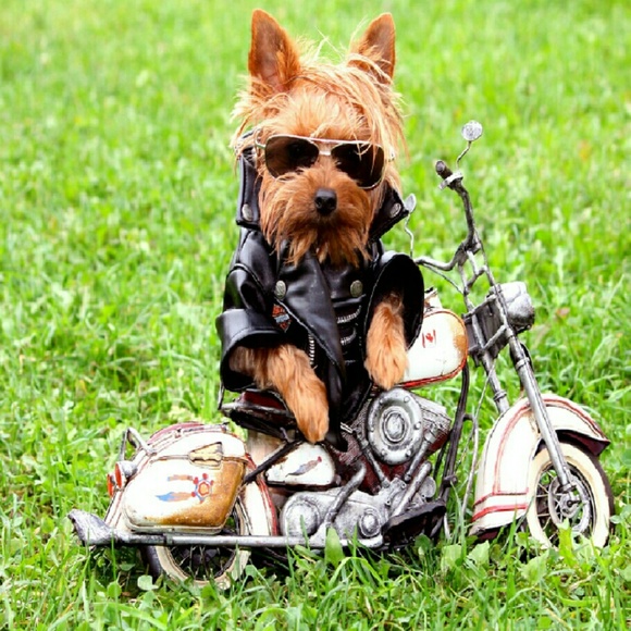 Meet your Posher, Reta - Picture 1 of 1