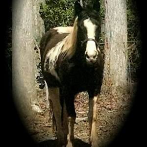 Meet your Posher, Dawn