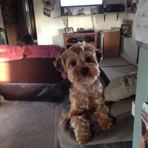 Meet your Posher, Robin