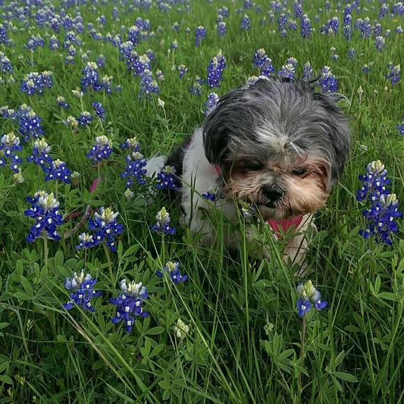 Meet your Posher, Rupert - Picture 1 of 1