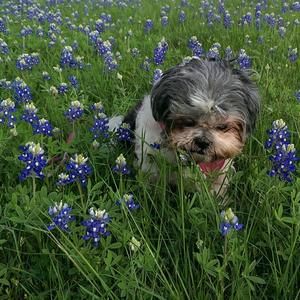 Meet your Posher, Rupert