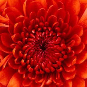 Meet your Posher, Willa