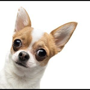 Meet your Posher, Ambria