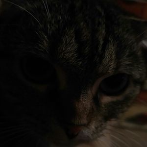 Meet your Posher, Pam