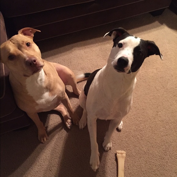 Meet your Posher, Stacey - Picture 3 of 4