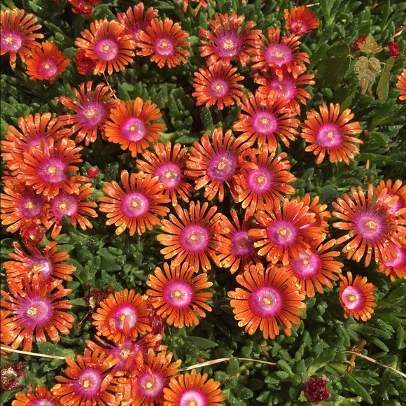 Meet your Posher, Stacey - Picture 4 of 4