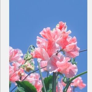 Meet your Posher, Kelli