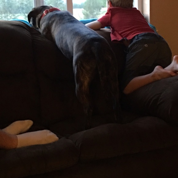 My watchdogs