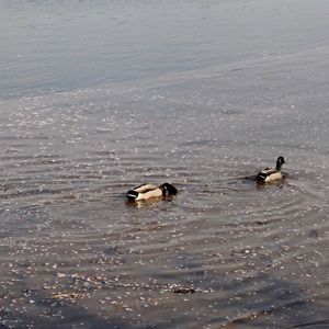 Meet your Posher, C a s sie