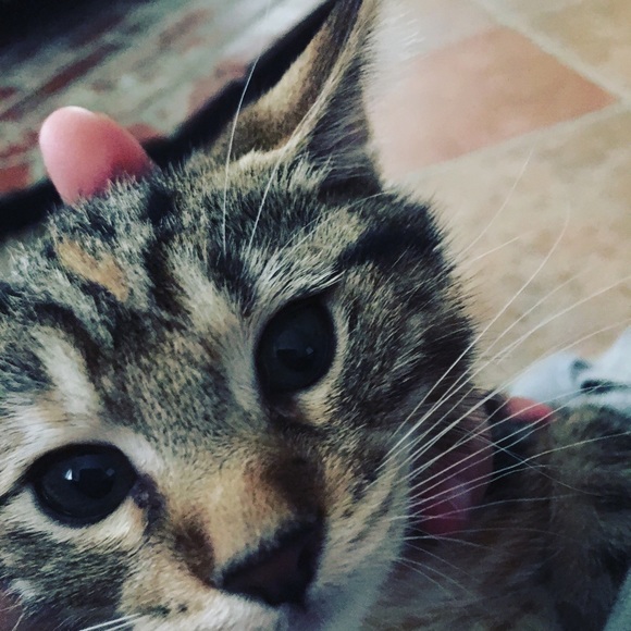 Meet your Posher, Elijah - Picture 1 of 1