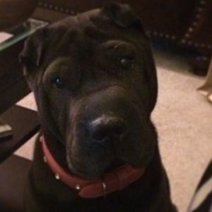 Meet your Posher, Donna