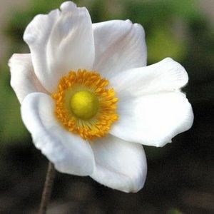 Meet your Posher, Ruth