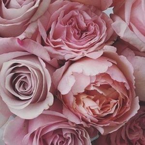 Meet your Posher, Babek