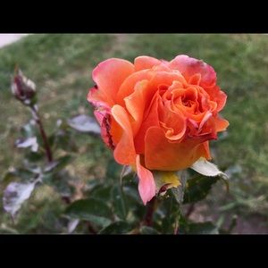 Meet your Posher, Jade