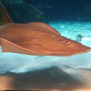 Meet your Posher, Akua