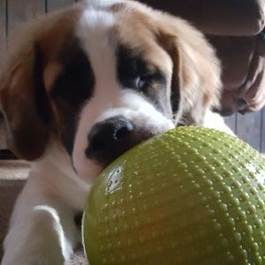 Meet your Posher, Joe