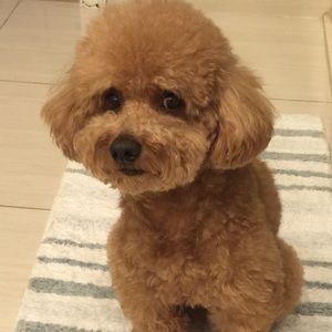 Meet your Posher, Yi xin