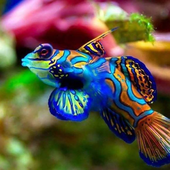 Meet your Posher, Chris - Picture 1 of 1