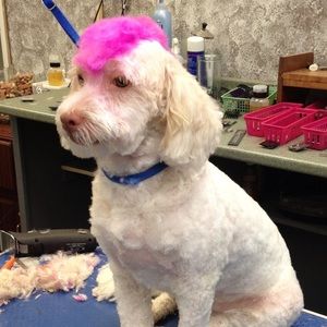 Meet your Posher, Bobby