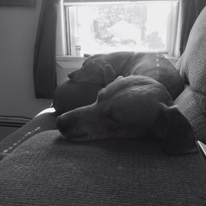 Meet your Posher, Janice