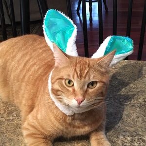 Meet your Posher, Jayne