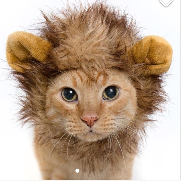 cat / small dog lion mane costume