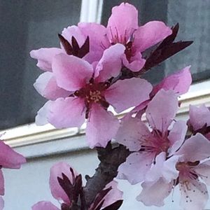 Meet your Posher, Gracie