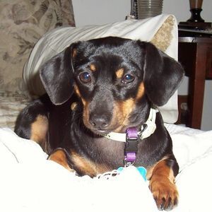 Meet your Posher, Linda