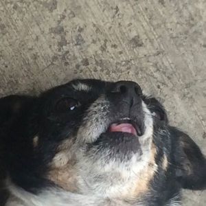 Meet your Posher, Saul