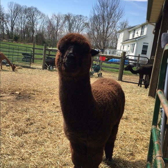 Meet your Posher, Bonnie - Picture 2 of 4