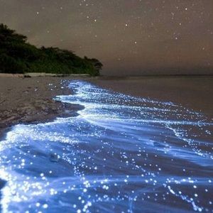 Meet your Posher, Liza kompal