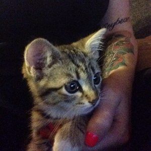 Meet your Posher, Bev