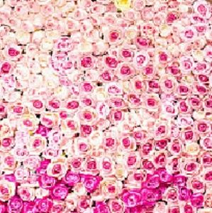 Meet your Posher, Tangela