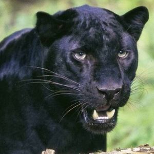 Meet your Posher, Sean