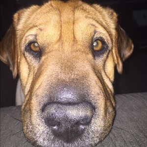 Meet your Posher, Jamie