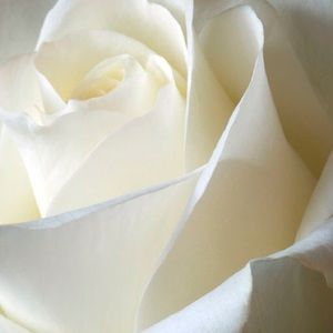 Meet your Posher, Candice